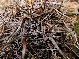 Attēlu rezultāti vaicājumam “Badhamia melanospora macro”