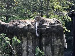 Image result for Essex Leopards