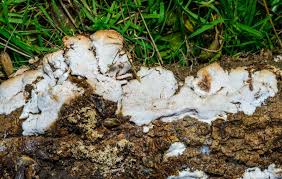 Attēlu rezultāti vaicājumam “Postia undosa”