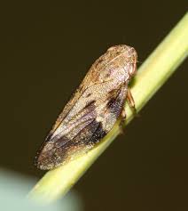 Attēlu rezultāti vaicājumam “Aphrophora alni”