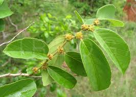 Attēlu rezultāti vaicājumam “Cribraria ferruginea”