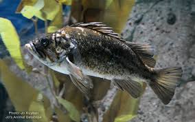 Image result for Sebastes fasciatus