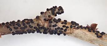 Attēlu rezultāti vaicājumam “Trichia alpina”