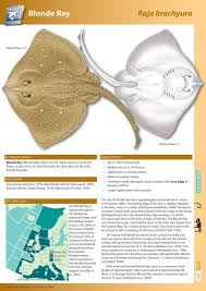 Image result for Raja asterias