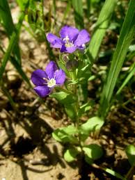 Image result for Legousia speculum-veneris