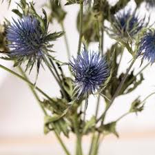 Image result for Blaudistel