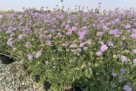 Image result for Scabiosa col.`Butterfly Blue`