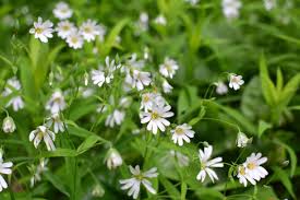 Attēlu rezultāti vaicājumam “Stellaria holostea”