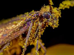 Attēlu rezultāti vaicājumam “Colloderma robustum macro”