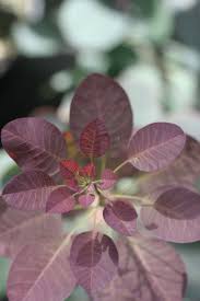 Attēlu rezultāti vaicājumam “Cotinus coggygria leaf”