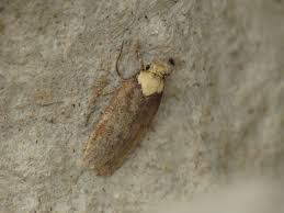 Attēlu rezultāti vaicājumam “Depressaria depressana”