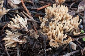 Attēlu rezultāti vaicājumam “Tremellodendropsis tuberosa”