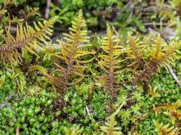 Attēlu rezultāti vaicājumam “Abietinella abietina”