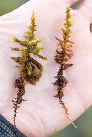 Attēlu rezultāti vaicājumam “Cinclidium stygium”