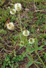 Attēlu rezultāti vaicājumam “Trifolium montanum flower”