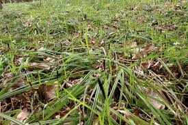 Attēlu rezultāti vaicājumam “Carex pilosa leaf”
