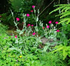 Attēlu rezultāti vaicājumam “Herniaria glabra flower”