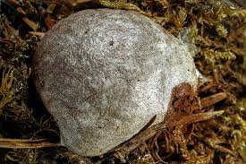 Attēlu rezultāti vaicājumam “Reticularia lycoperdon”