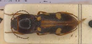 Attēlu rezultāti vaicājumam “Cardiophorus ruficollis”