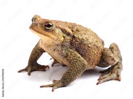 Attēlu rezultāti vaicājumam “Bufo bufo”