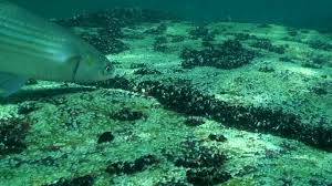 Image result for Liza aurata