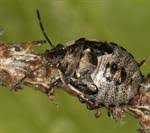 Attēlu rezultāti vaicājumam “Chlorochroa pinicola”