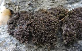 Attēlu rezultāti vaicājumam “Schistidium robustum sporophyte”