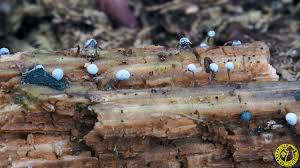 Attēlu rezultāti vaicājumam “Didymium megalosporum”