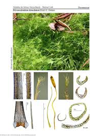 Attēlu rezultāti vaicājumam “Dicranodontium denudatum”