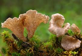 Attēlu rezultāti vaicājumam “Arrhenia spatulata”