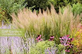 Attēlu rezultāti vaicājumam “Calamagrostis purpurea”