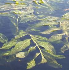 Attēlu rezultāti vaicājumam “Potamogeton lucens leaf”