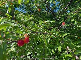 Attēlu rezultāti vaicājumam “Poa angustifolia fruit”