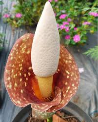 Attēlu rezultāti vaicājumam “Scopolia carniolica flower”