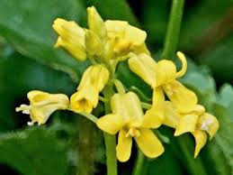 Attēlu rezultāti vaicājumam “Barbarea vulgaris subsp. arcuata flower”