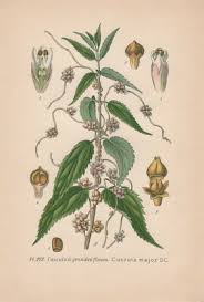 Attēlu rezultāti vaicājumam “Cuscuta europaea”