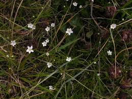 Attēlu rezultāti vaicājumam “Sagina nodosa”