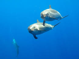 Image result for Durley Dolphin Diver