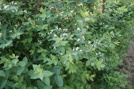 Attēlu rezultāti vaicājumam “Lonicera xylosteum leaf”
