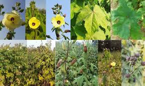 Image result for Abelmoschus moschatus