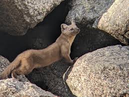 Attēlu rezultāti vaicājumam “Martes martes”