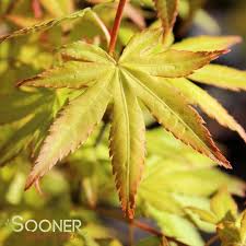 Image result for Acer palmatum `Orange Dream`