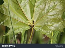 Attēlu rezultāti vaicājumam “Drepanosiphum platanoidis”