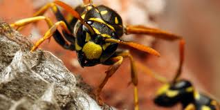 Image result for East Kilbride Wasps