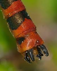 Attēlu rezultāti vaicājumam “Pyrrhosoma nymphula”