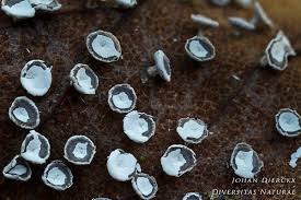 Attēlu rezultāti vaicājumam “Diderma hemisphaericum”