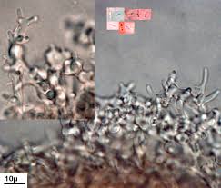 Attēlu rezultāti vaicājumam “Postia tephroleucus”