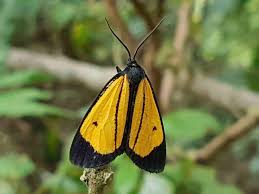 Attēlu rezultāti vaicājumam “Lycogala persicum”