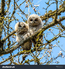 Attēlu rezultāti vaicājumam “Strix aluco juvenile”