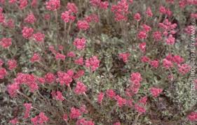 Attēlu rezultāti vaicājumam “Antennaria dioica leaf”